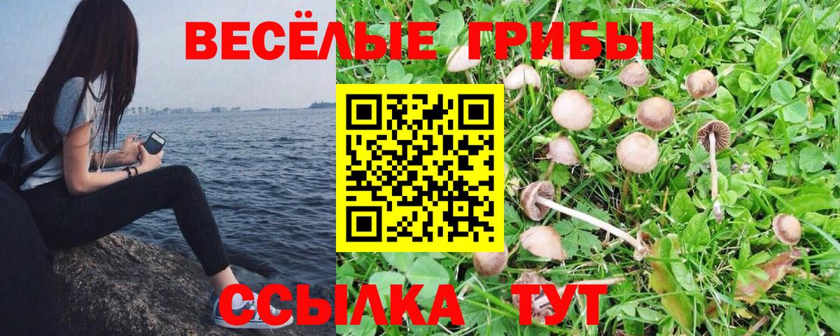 Галлюциногенные грибы Psilocybine cubensis Нижний Тагил